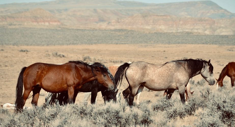 Wild USA Nieuw 3 Wild USA Nieuw 3